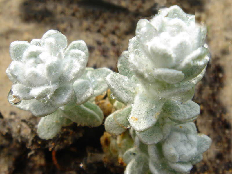 Otanthus maritimus photo